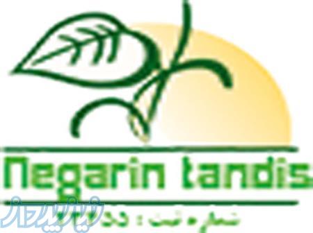 سمپاشی   سمپاشی در تهران   شرکت سمپاشی در تهران   شرکت سمپاشی نگارین تندیس 