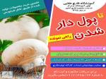 آموزشگاه پرورش قارچ 