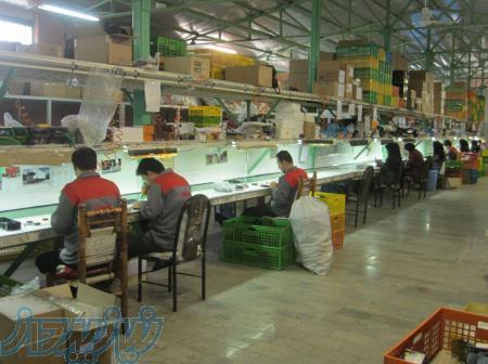 نوارنقاله و کانوایر 