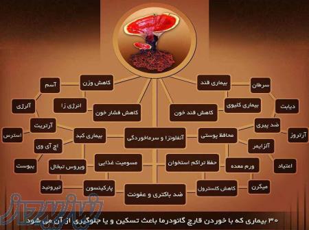 قارچ و قهوه گانودرما 