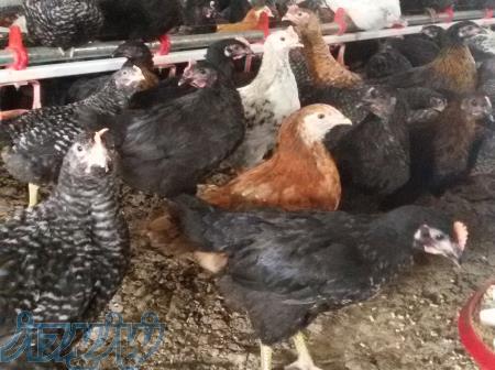 پرورش مرغ بومی تخمگذار (رویان طیور) 
