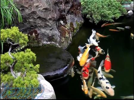 برکه ماهی کوی