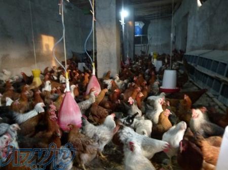 دوره تخصصی آموزشی پرورش و بیماری های مرغ بومی 