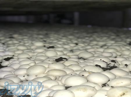 فروش سم اسپورگون 