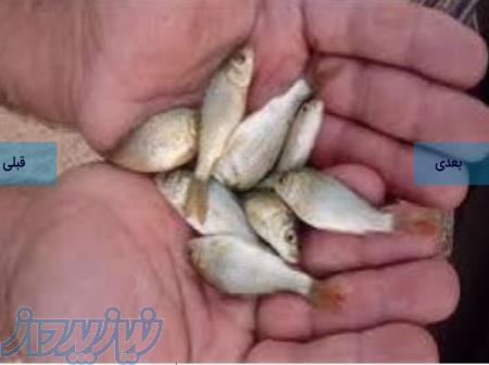 فروش انواع بچه ماهیان گرمابی