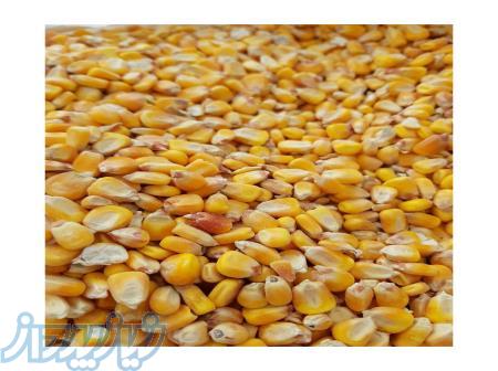 جو دامی-ذرت دامی