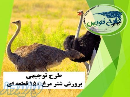 طرح توجیهی پرورش شترمرغ 150 قطعه ای 