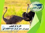 طرح توجیهی پرورش شترمرغ 150 قطعه ای 