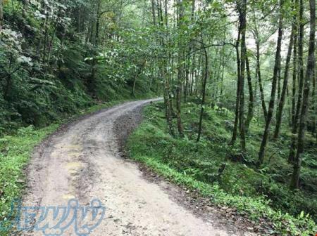 تور 2 روزه جنگل فلکده