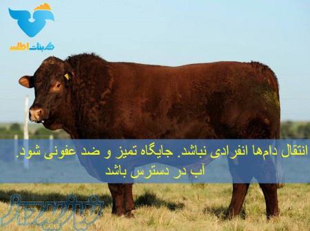 فروش گاو و گوساله  به قیمت مناسب و دست اول از تولید کننده