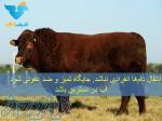 فروش گاو و گوساله  به قیمت مناسب و دست اول از تولید کننده