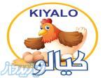 تخم مرغ تاریخ داربسته بندی و کارتنی کیالو    (KIYALO) 