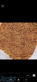 فروش بذر پیاز قرمز و بذر شنبلیله