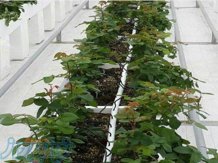 آموزش کشت گلخانه داری و کشت هیدروپونیک ایساتیس 