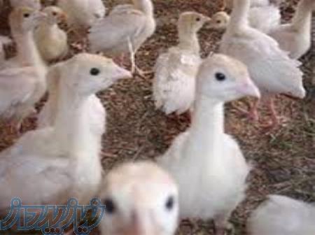 فروش جوجه بوقلمون یک روزه