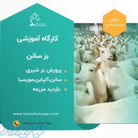 کارگاه آموزشی پرورش بز سانن و آلپاین