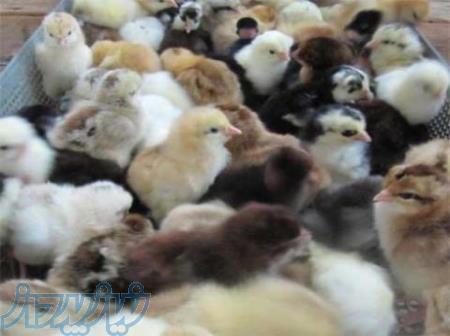 فروش جوجه 1روزه بومی محلی خالص گلپایگانی_