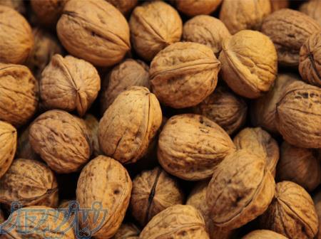 گردو سوزنی عمده 