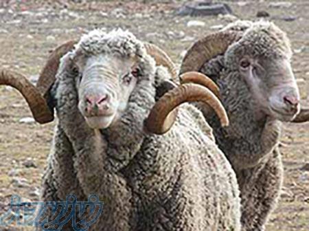 دام زنده بهداشتی شهرداری 