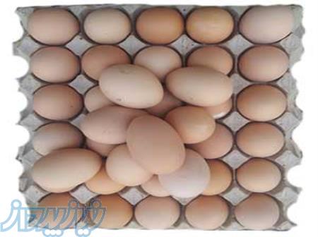 فروش تخم مرغ مادر به قیمت درب مرغداری 