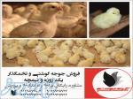 فروش جوجه یک روزه مرغ 