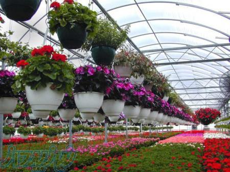 خدمات کشاورزی شرکت ستاره آماتیس 