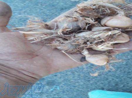 فروش پیاز زعفران خراسان جنوبی 