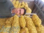 فروش سیب زمینی 