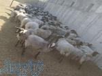 گوسفند  چند قلو زای رومانف 