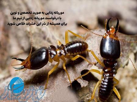 سمپاشی موریانه شاهین شهر  پاک مهر نصف جهان 