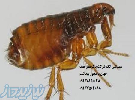 سمپاشی کک  تضمینی 