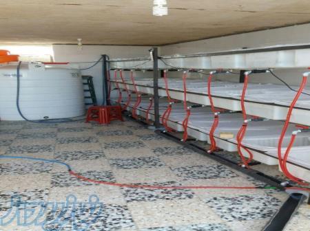 آمورش تکثیر و پرورش زالو(صددرصد تضمینی) 