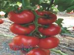 فروش بذر گلخانه ای گوجه فرنگی 