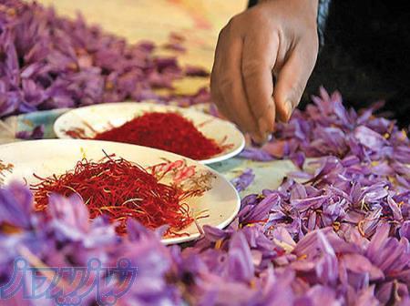 کاشت و تولید زعفران 