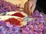 کاشت و تولید زعفران 