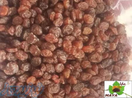 فروش انواع کشمش 