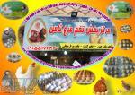 پخش تخم مرغ ثامن 