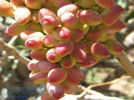 نهالستان پسته برادران جلالی 