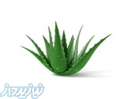 آلوئه ورا تهران 