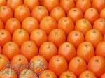 فروش پرتقال تامسون خونی 