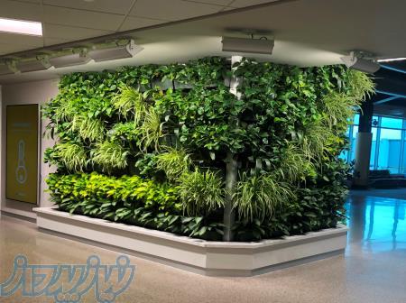 اجرای دیوار سبز   روف گاردن   فضای سبز 