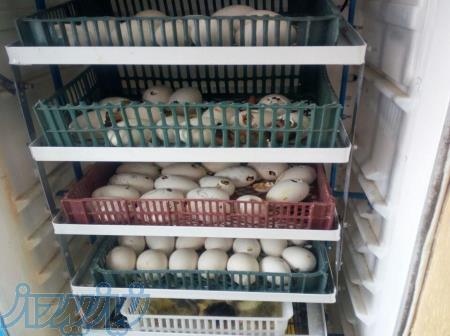 فروش تخم نطفه دار انواع طیور و پرندگان 