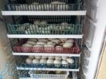 فروش تخم نطفه دار انواع طیور و پرندگان 