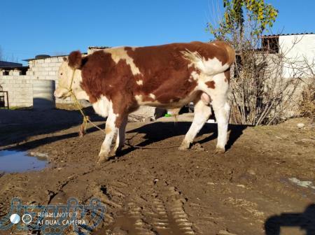 گوساله سيمينتال و هلشتاين باخلوص بالا 