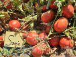 فروش انواع بذر صیفی جات گوجه فرنگی 