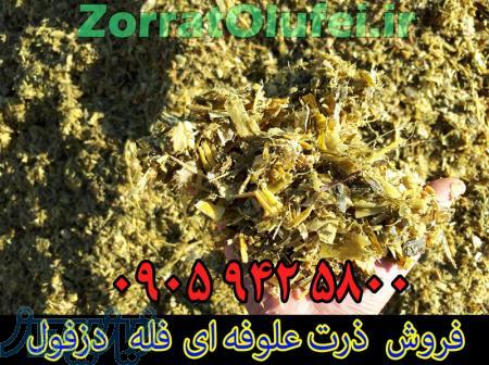 فروش ذرت علوفه ای فله دزفول   علوفه ذرت فله خوراک دام   علوفه دام   سیلاژ چاپر ذرت 