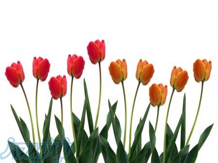 مشاوره و انجام پایان نامه مدیریت 