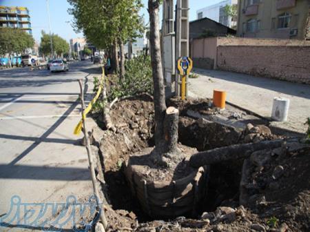 جابجایی انواع درختان تخصص ماست  