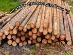 خریدوفروش چوب:چوب پالتی،ضایعاتی،ذغالی،تخته 