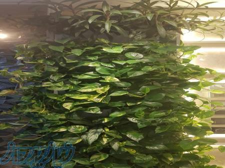 دیوار سبز ( green wall   فلاور باکس ) 